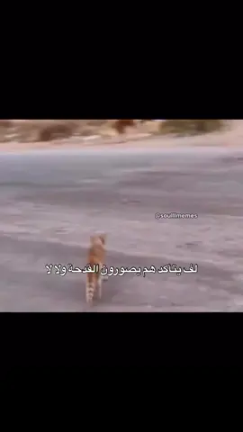 ساطي #اكسبلور #explore 