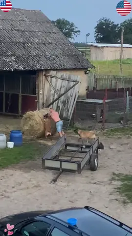 Dogs helping their owners 🥹#fyp #dog #tiktok #help #usa