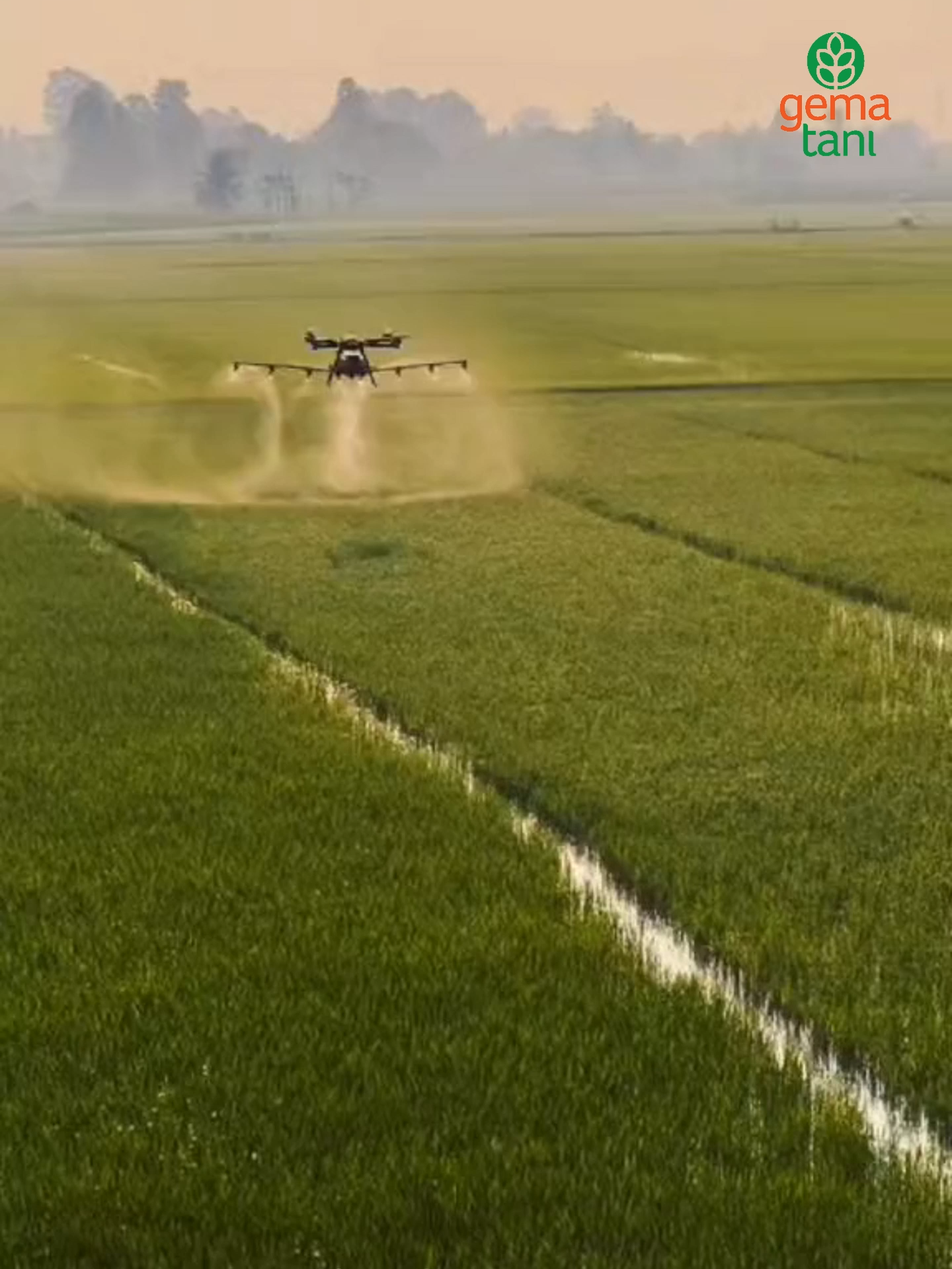 Andai harga gabah di Indonesia mahal, semua petani pasti bisa pakai drone kayak gini Kerja ringan, hasil maksimal  tapi kenyataannya, harga gabah murah bikin petani malah buntung #PetaniIndonesi #HargaGabah #PetaniMaju #TeknologiPertanian #DronePertanian #bersatusungaipetani #SuaraPetani #PertanianModern #fyp#ViralTikTok