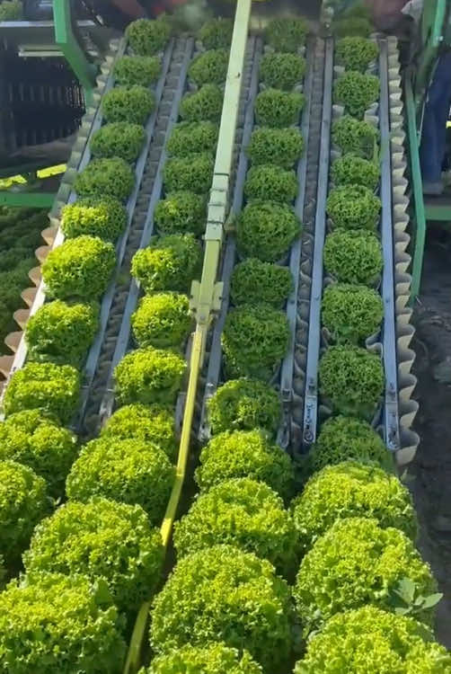 A satisfying harvest season #harvest #satisfying #oddlysatisfying #fyp #asmr #usa #funny 