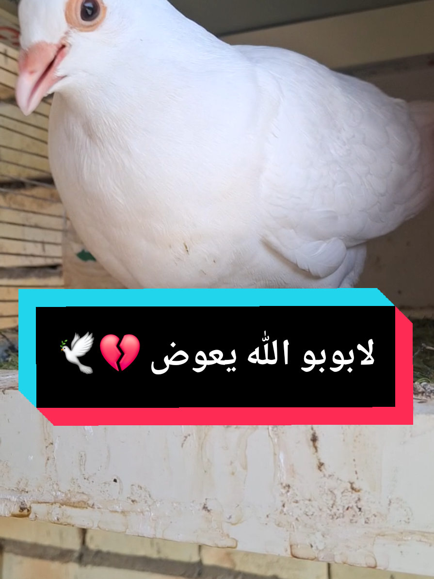 الله يعوض💔🥹🕊عندي اخو هم تحت التدريب بس ما حبيته مثل هذا لابوبو💔🕊#الله_يعوض💔 #العزاز_الطيبين #رحيم_الدراجي🕊 #اقوه_مدرب_طيور_اليفه #طيور_اليفه 