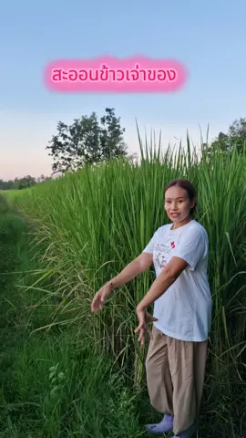 ข้าวเหนียวกีบเดียว