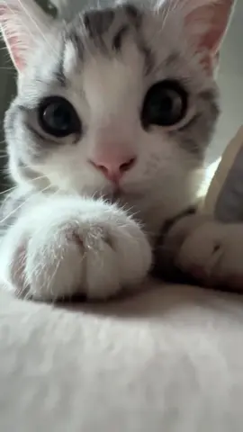 Top Cutest Cat Compilation of 2025 🐱✨#cat #cats #funny #cute #pets #relaxing #asmr 