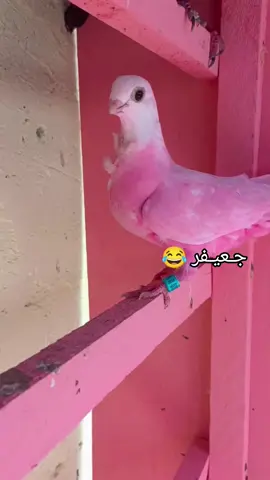 #ارافل_نجف      العيونك @حساني٠. 😂