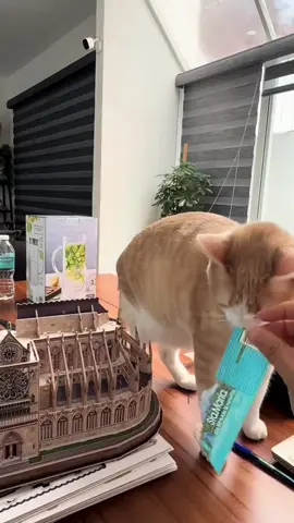 After you’ve had an orange cat, you realize all of this is totally normal #cat #catsoftiktok #funnyvideos #fyp #pet 