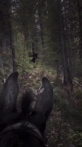 когда у Халида ибн аль-Валида «меч Аллаха» спросили: почему ты всегда идёшь вперёд, разве ты не боишься смерти? на что он ответил:«Трусость не продлит мне жизнь, а храбрость не уменьшит её моя жизнь-в руках Аллаха»#48ll96 #рамулян 