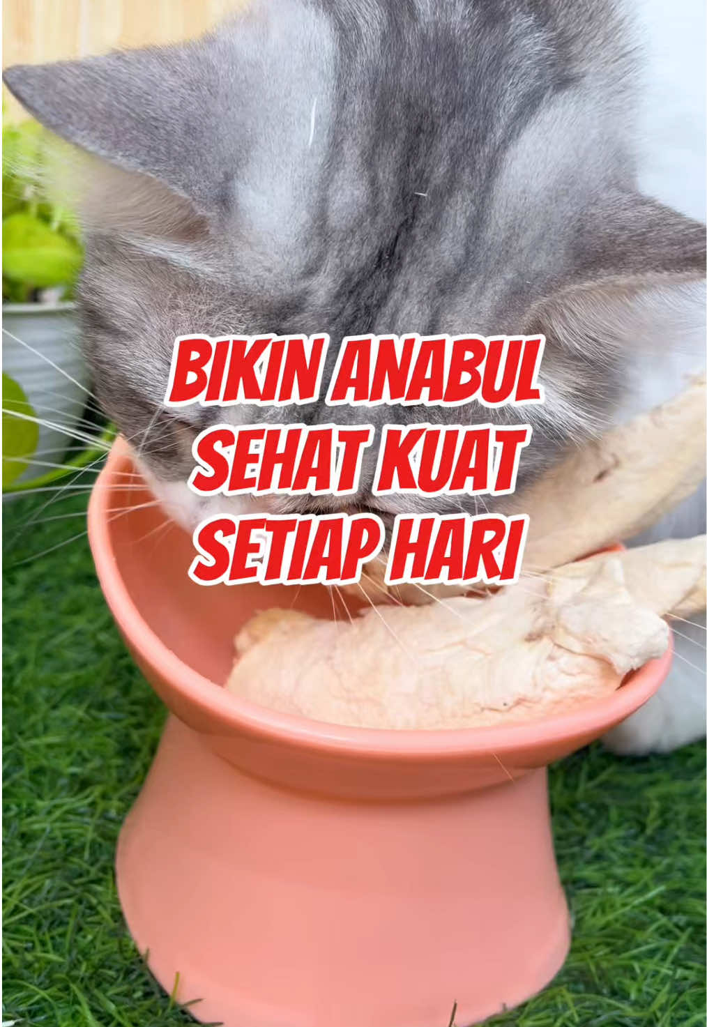 Kasih anabul kamu snack yang berkualitas dan banyak vitamin nya✨ #1010tiktokshoppingsale #fyp #promo #pawsitivevibes #kucinglucu 