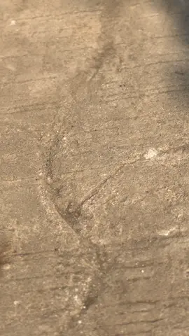 emotenya gini 🤘🏻🥵 #beatesp #fyp 