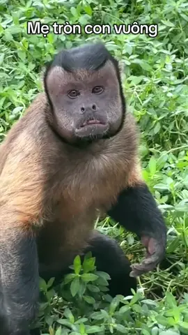 Mẹ tròn con vuông thì tuyệt vời rồi #khỉ #funny #cute 