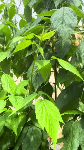 🪴จะเริ่มหน้าหนาวแล้วมาปลูกราสเบอร์รี่แดงเป็นกันเถอะค่ะ ผลสุกจะเป็นสีแดงหวานหอมอร่อยมาก🍒##ราสเบอร์รี่##ต้นราสเบอร์รี่##เบอร์รี่##ผลไม้เมืองหนาว