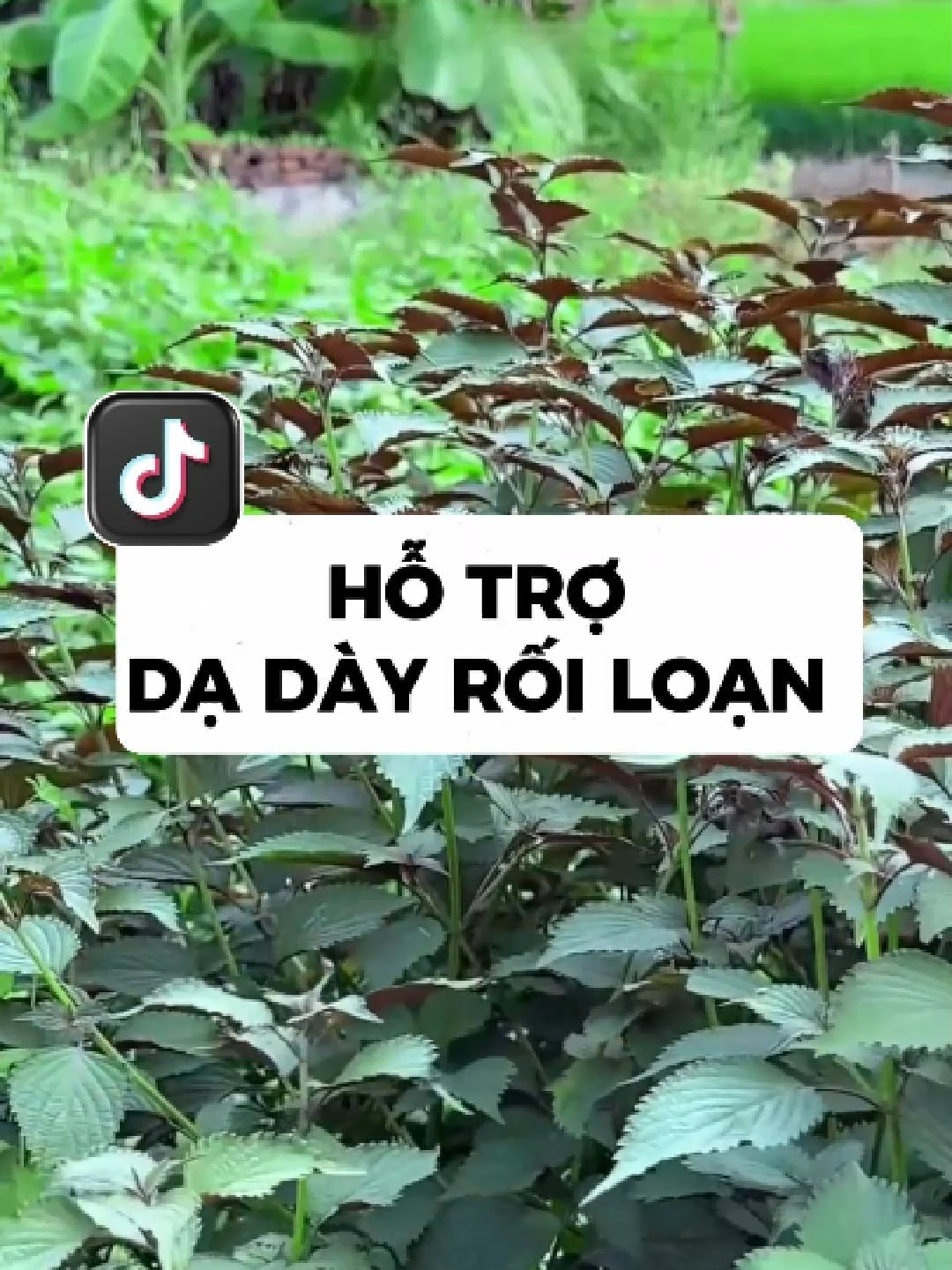 Cây tía tô tốt lắm đó hãy học cách tận dụng nó triệt để nhé bà con #baithuocdangian #thaoduoc #thaomoc #kimmocthao