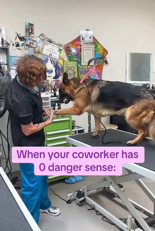 They said to keep a German Shepherd dog 🤣🤣#funny #dog #funnydog #dogsoftiktok #funnyvideos #foryou #fyp #GermanShepherd 