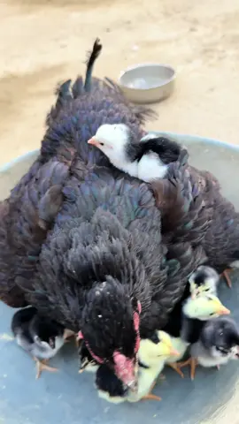 #hens #chicks #minizoo #poultry #viralreel #trend #chickens #fyp 