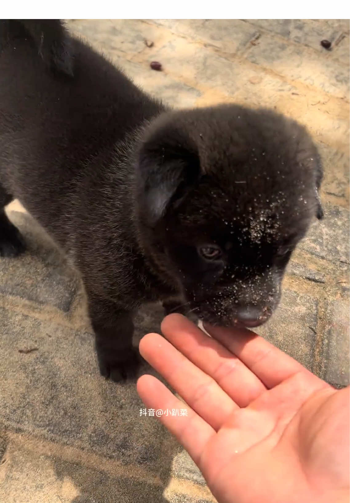 #dog #puppy #cutedog #pet #foryoupage 