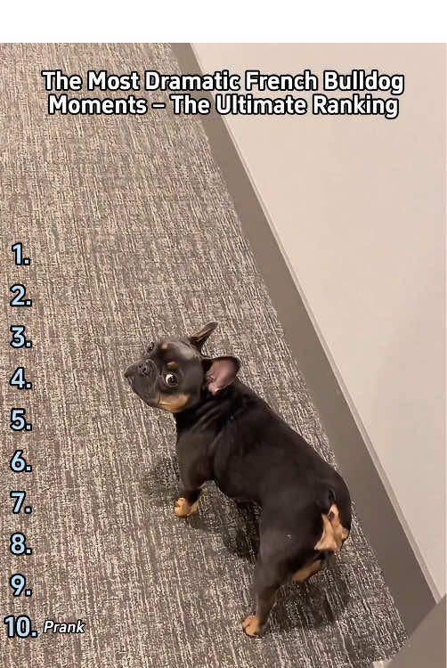 10 French Bulldog Moments So Dramatic You’ll Cry!🐾🤣🤣#tiktok #foryou #dog #doglover #dogsoftiktok #funnydog #frenchbulldog #frenchbulldogsoftiktok #usa 