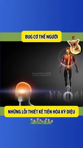 Những lỗi thiết kế tiến hóa kỳ diệu ----/-/---- #shorts #xuhuong #viral #review #funny #vuinhon #haihuoc #kienthucthuvi #giaitri #video #cuocsong #tienhoa #connguoi