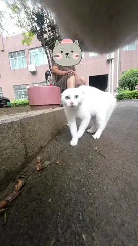 Even when the cat's owner is around, Maxwell will meow a few times.#cats 