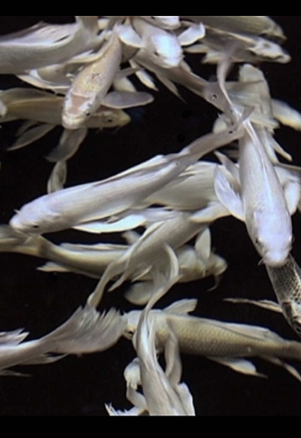 #calm #quietlife #cleaningfyp #japaneseaesthetic #japanesevibe 