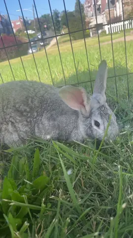 Her daily routine 🙄😂 Draft:10/5/25 #rabbitsoftiktok #rabbittok #rabbit #pettok #bunny 