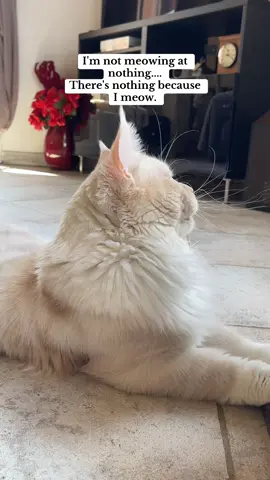 Somehow it makes sense… if you’re a cat 🤣 #cat #philosophy #catlogic #cattrend #funnycat 