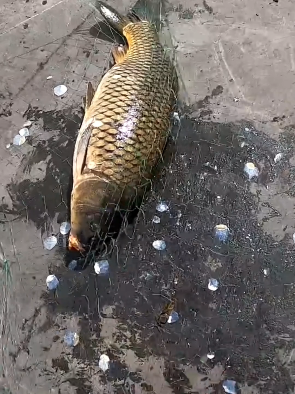 We caught carp from the bridge #fishing #bridge #fish #bite 