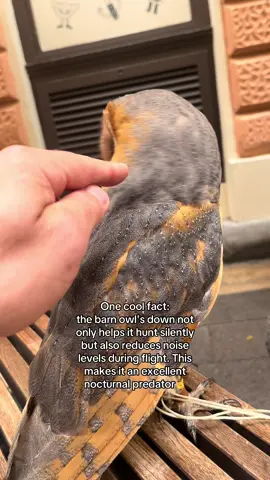 One cool fact: the barn owl's down not only helps it hunt silently but also reduces noise levels during flight. This makes it an excellent nocturnal predator. #owl #Love #recommendations #bird #loveyou 