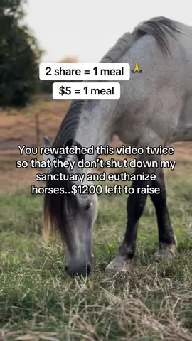 You rewatched this video twice so that they don’t shut down my sanctuary and euthanize horses..$1200 left to raise#fyp #viral #goviral #horses #newyork 