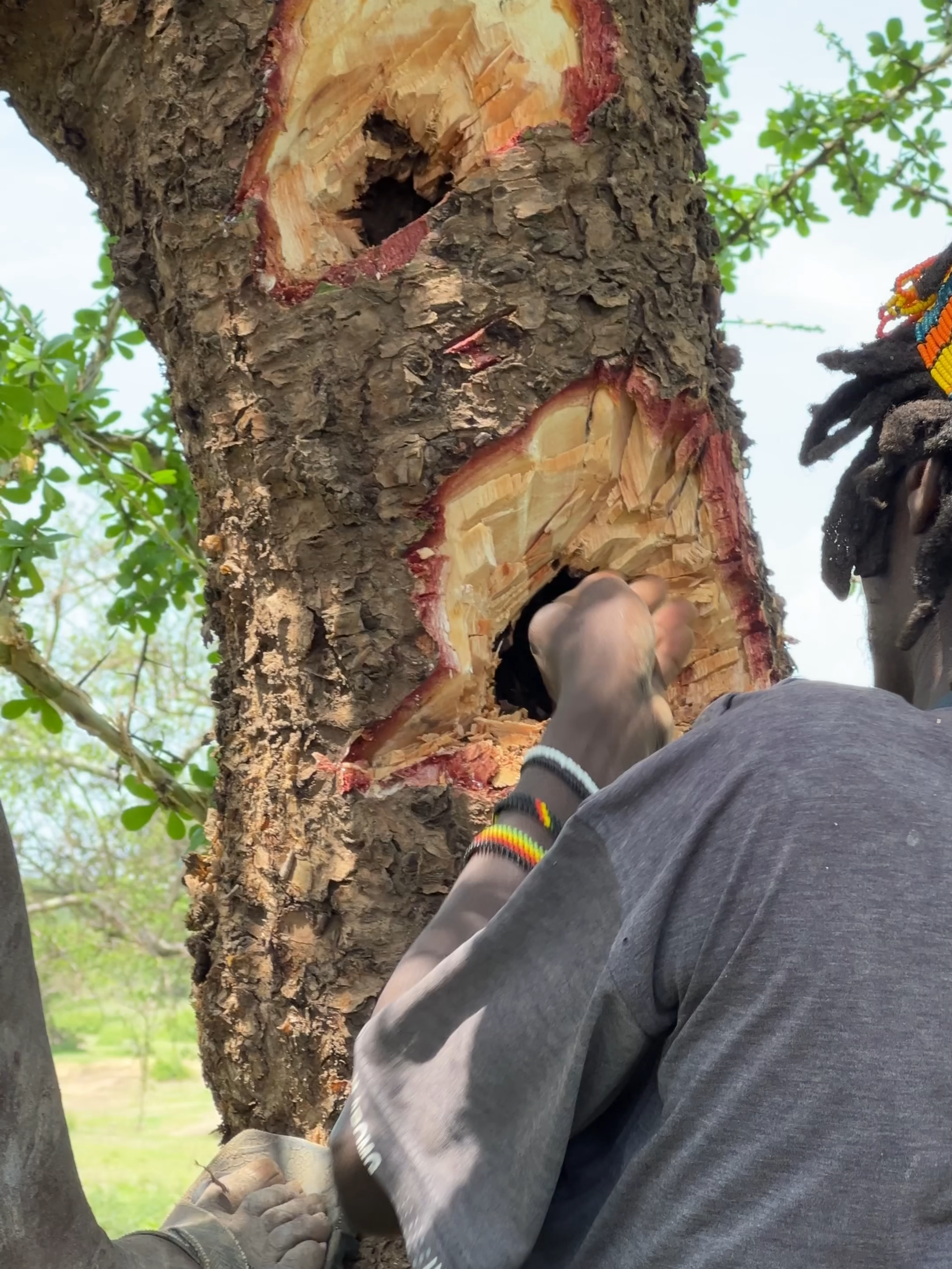 Real Jungle Honey Harvesting #africa #hadzabe #tribe