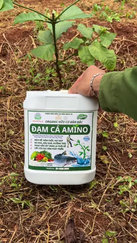 Đạm cá hưu cơ amino bổ xung dinh dưỡng cho vườn cà phê mới trồng #nongdan #nongsan #caphe #taynguyen #nongnghiep 
