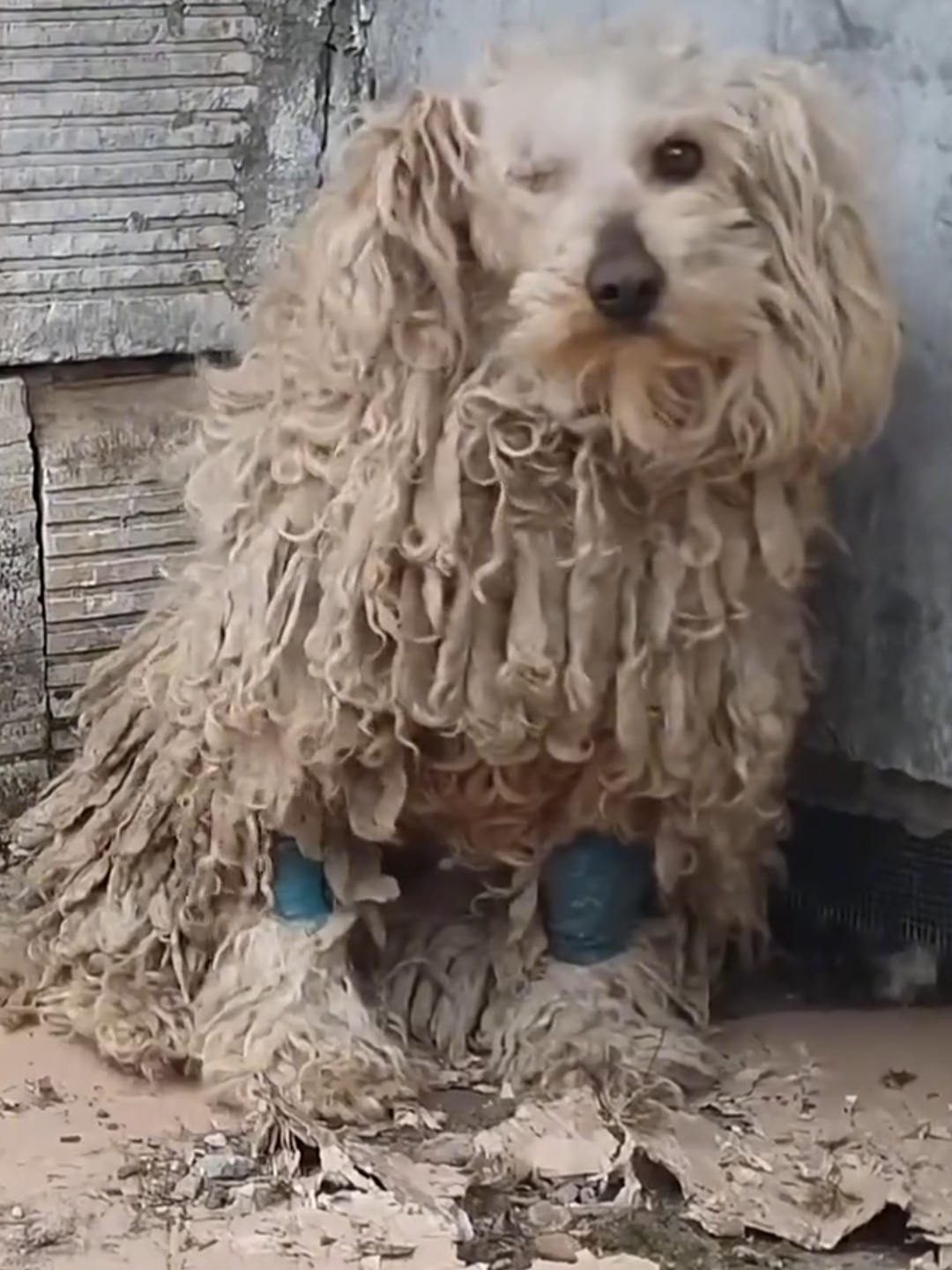 This poor dog finally has a new life that he has always wanted..... #rescue #animals #dog #rescue #animals #cat #rescue #animals #cat #rescue #fyp #animals #puppylove