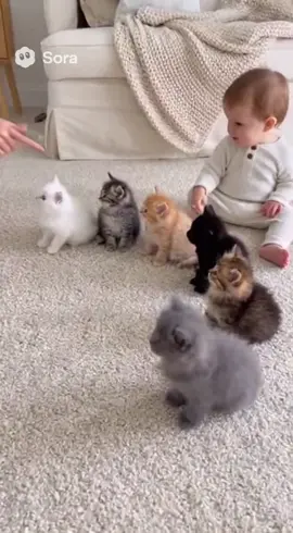 #子猫  #赤ちゃん 