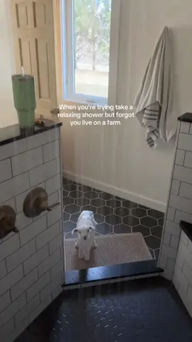 When you keep a baby goat at home #tiktok #baby #fouryou #cute #fyp #farm #animals #fouyour #funny #farm #happy #goat 