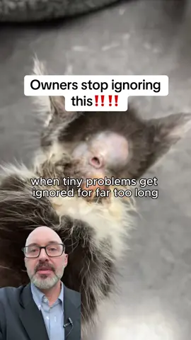 Pay attention to your pets ‼️ #pets #pethacks #petwellness #pethealthtips #dogtok 