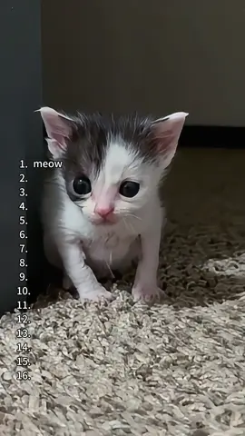 Cute & Funny Cats#cat #funnycats #funny #foryoupage #fyp 