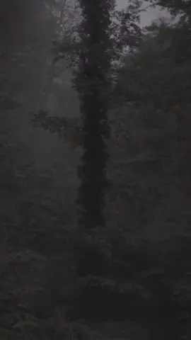 #CapCut 