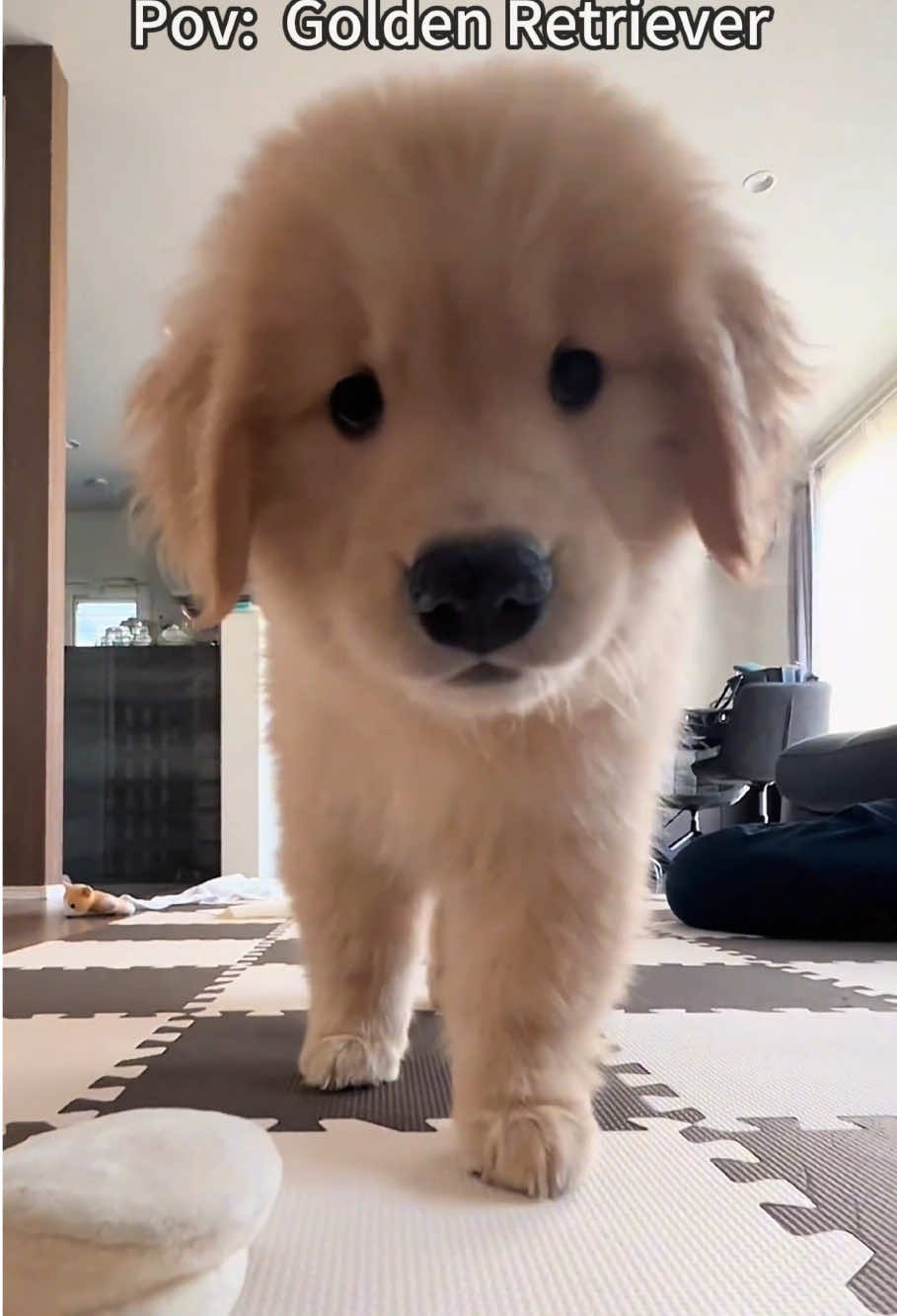 Golden retriever puppies are the cutest things ever ❤️❤️❤️#goldenretrieverpuppy #goldenretriever #puppy #cutedog #puppies 