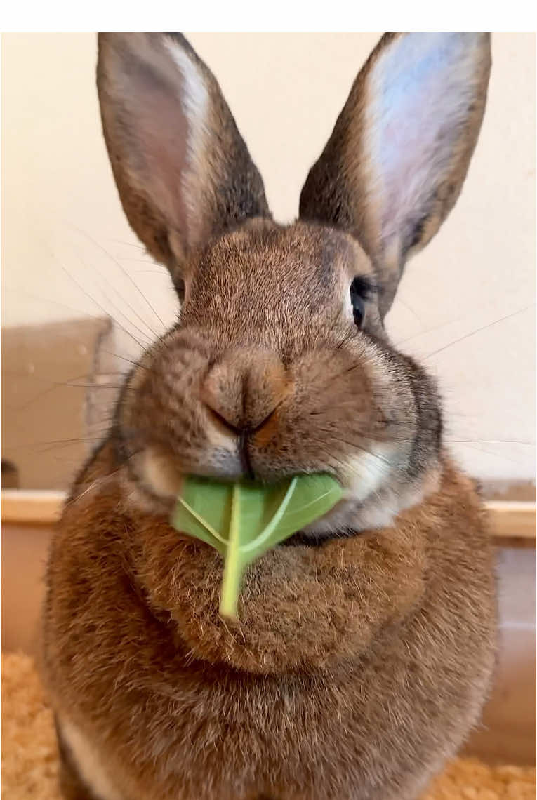 Saturday snack time 😋 The last Topinambur leaves of the season, Wilma’s not wasting a single bite. #yummyinmytummy #bunnies #cutepets #petlover #うさぎ 