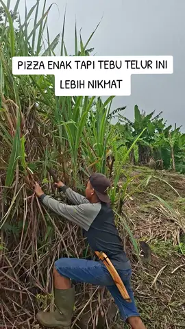 Pesona paling enak panen terubuk/tebutelur yang besar #terubuk #tebutelur #viral #fyp 