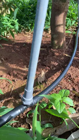 Không dùng dây tio thì dùng cách này cho chắc chắn!#hethongtuoi #bectuoicay #nongnghiep #saurieng 