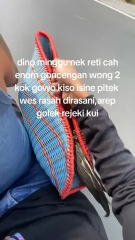 inpo gandeng?#ayambangkokindinesia #ayambangkoksuper #fypシ゚ #foryou #foryoupage 