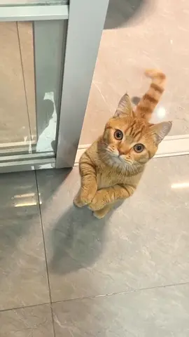 She acts like she’s never eaten before 😥#cat ##cats #catslovers #catsoftiktok #fyp 