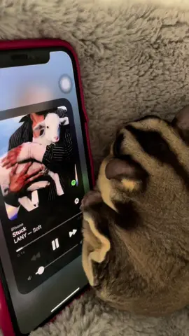 Album Soft lagunya bagus” 🥺 #lany #stuck #fyp #4u #music 