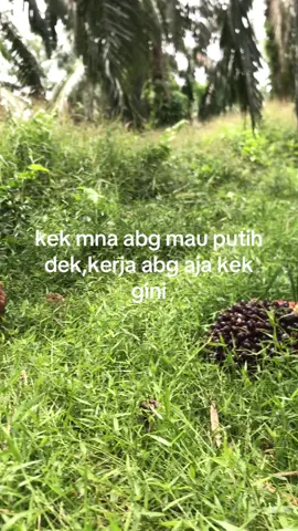 tengok”lah kerja abg apa dek😩🤣 #storysawit🌴🌴 #petanimuda #petaniindonesia🇮🇩🇮🇩🇮🇩🌿🌿 #foryoupage #4u 