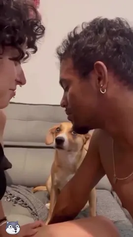 My dog ​​is a qualified actor🐾🥰🥰#dog #tiktok #funny #cutedog #dogs