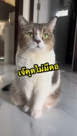 คอเจ้คุดอยู่ไหน#อาหารแมวแคนดี้ #น้องแมวhappyแคนดี้havefun #มังคุดแมวหน้ากลม #มังคุดแมวอ้วน 