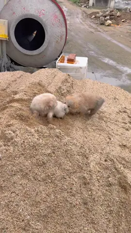 #cute #dog