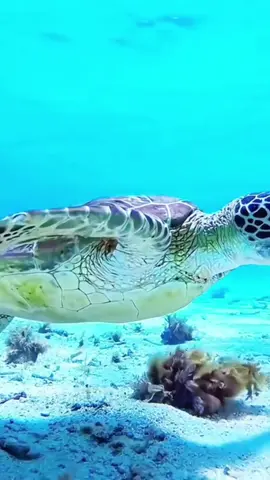 #aqua life#viata acvatica#водная жизнь#oceano #oceanlife  