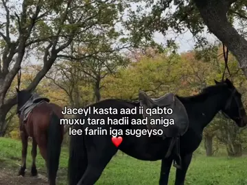 Daba gasho jcylks '' . .
