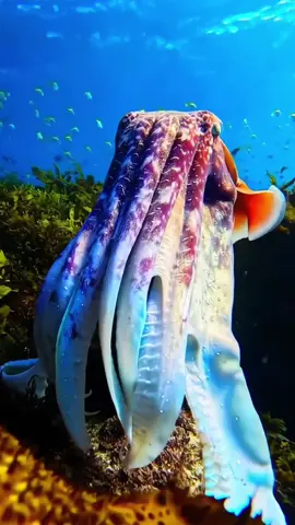 #aqua life#viata acvatica#водная жизнь#oceano #oceanlife  