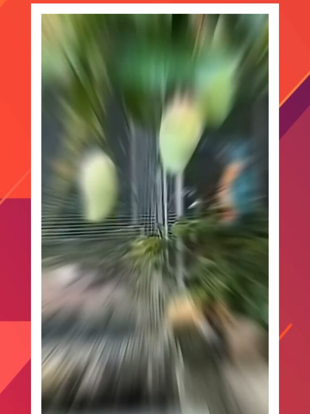 Petualangan Burung Kecil Pencuri Mangga #burung #satwa #hewan #teman #sahabat #persahabatan #cinta #foryoupage #fyp #bosciu